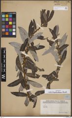 Foto von Salix bonplandiana Kunth